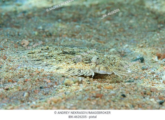 Leopard Flounder (Bothus pantherinus) on sandy bottom, Red Sea, Dahab, Egypt