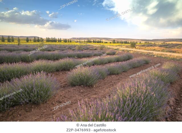 Lavender field El Pobo Teruel Aragon Spain