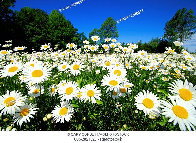 A field of daisies