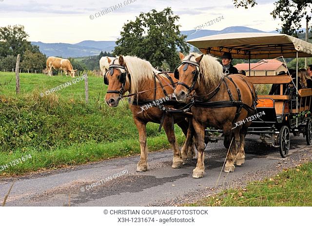 stroll with a horse-drawn carriage, Pre Fleuri Farm, Sermentizon, Livradois-Forez Regional Nature Park, Puy-de Dome department, Auvergne region, France, Europe