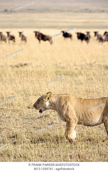 Lioness hunting Wildebeest in the Masai Mara - Kenya