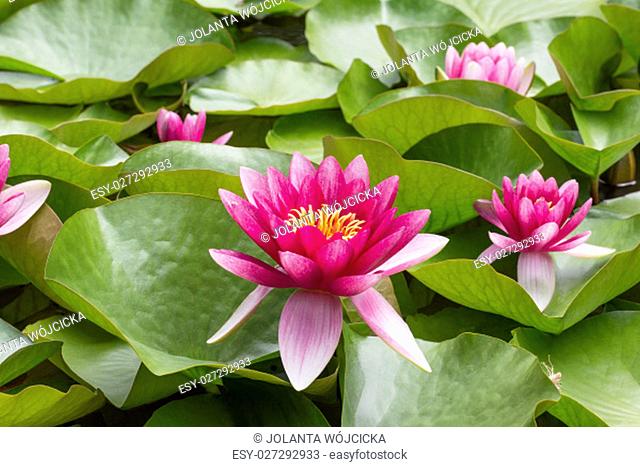 Pink flowers of nenuphar (Nymphaea) with leaves