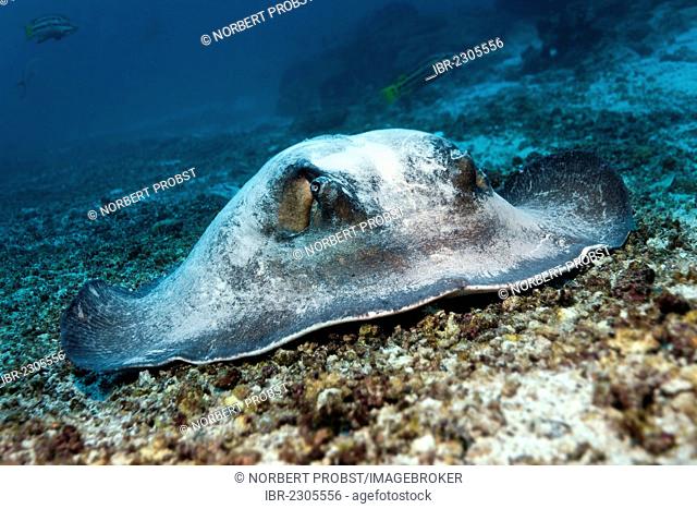 Diamond stingray (Dasyatis brevis), lying on the sandy seafloor with coral rubble, Punta Cormorant, Floreana Island, Galápagos Islands