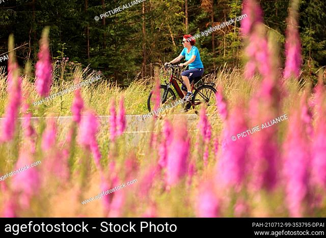 12 July 2021, Saxony-Anhalt, Elbingerode: Cyclists ride along a meadow with flowering foxgloves (Digitalis purpurea). The red foxglove is one of the most...