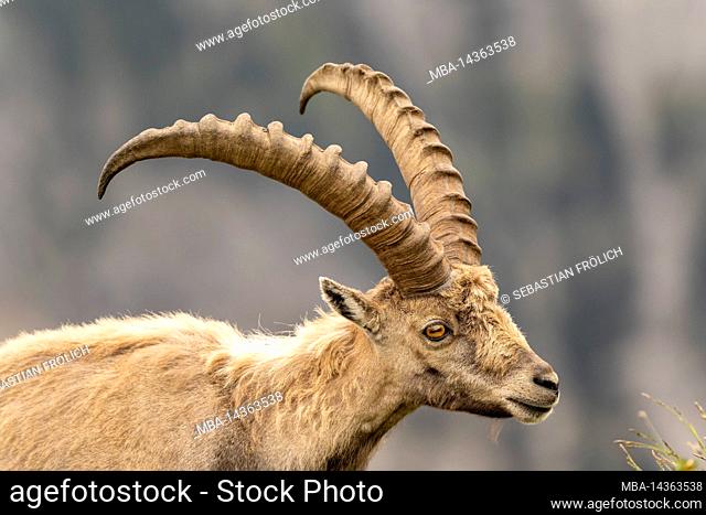 Ibex with imposing horn in portrait, taken in Karwendel