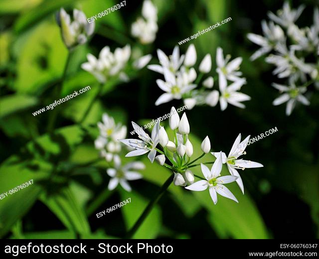 Wild garlic flowers
