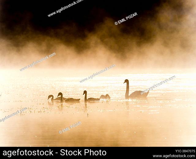 Swans family in early morning, Mrzla vodica lake in Croatia