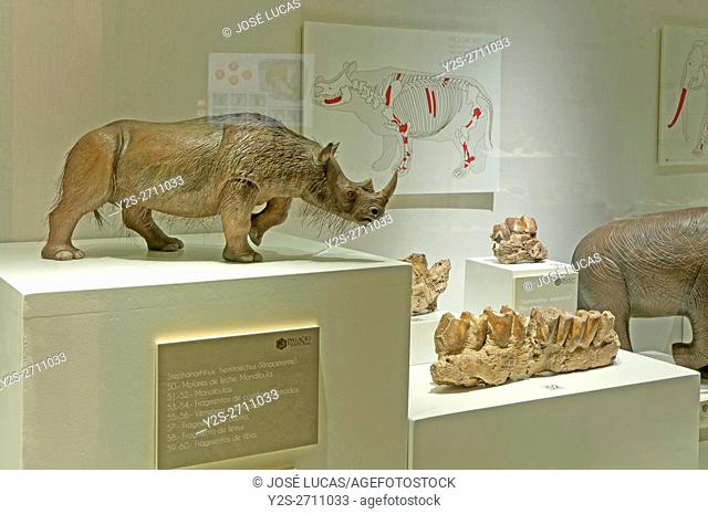 Exhibition of remains found in the Cueva del Angel chasm, Palace of the Condes de Santa Ana, Lucena, Cordoba province, Region of Andalusia, Spain, Europe