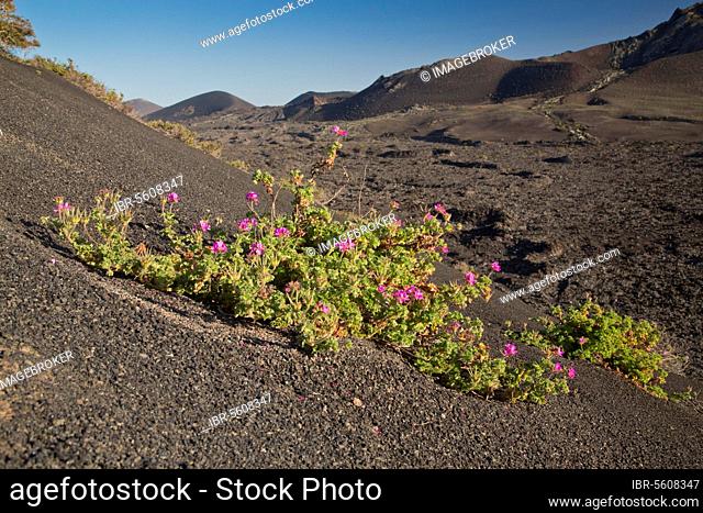 Rose-scented attar of roses (Pelargonium capitatum) introduced species, flowering, growing on lava in volcanic habitat, Lanzarote, Canary Islands
