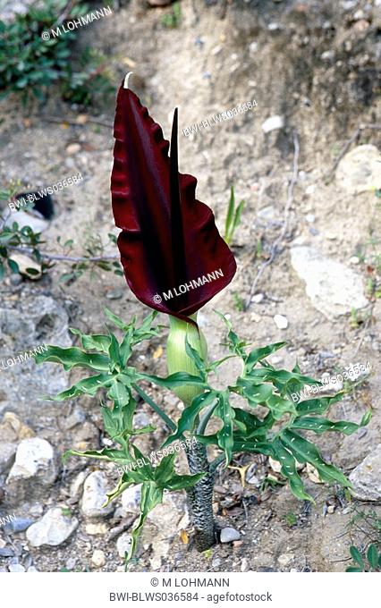 arum arrowroot, dragon arum, voodoo lily Dracunculus vulgaris, blooming, Greece, Creta, Paleochora