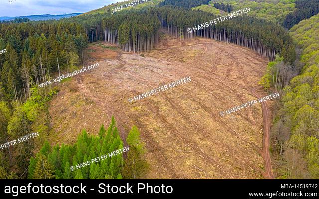 Cleared forest area after bark beetle infestation near Britten, Saar-Hunsrück Nature Park, Saarland, Germany