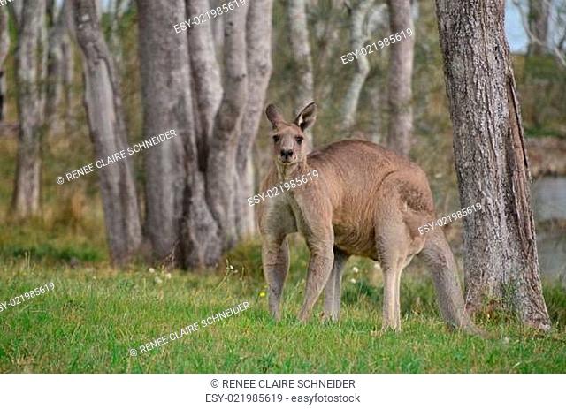kangaroo im wald
