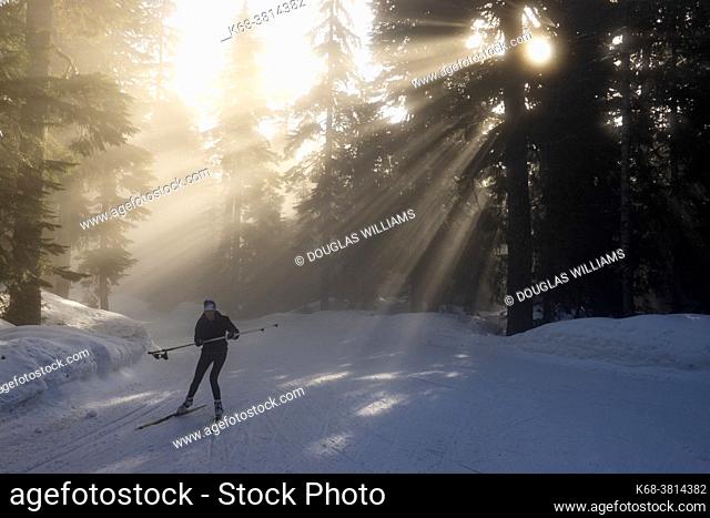 Rays of sunlight on the forest and fog at Hollyburn cross country ski area at Cypress Mountain, Cypress Provincial Park, near West Vancouver, BC