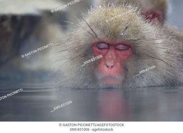 Sleepy Japanese Macaque Macaca fuscata, Jigokudani Yaen-Koen, Nagano Prefecture Japan