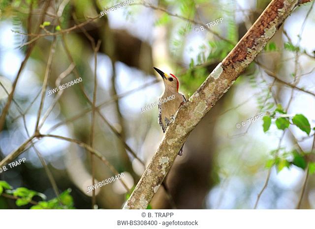 golden-fronted woodpecker (Melanerpes aurifrons), sitting on a branch, Honduras, Copan