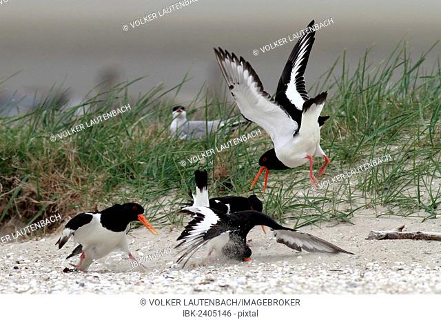 Eurasian Oystercatcher or Common Pied Oystercatcher (Haematopus ostralegus) during courtship, rivals fighting for territory, Minsener Oog, East Frisian Islands
