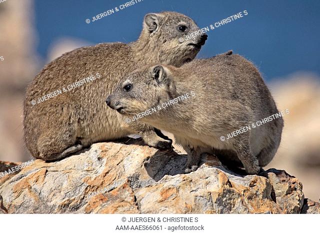 Rock Hyrax or Rock Dassie (Procavia capensis) Pair on Rocks, South Africa