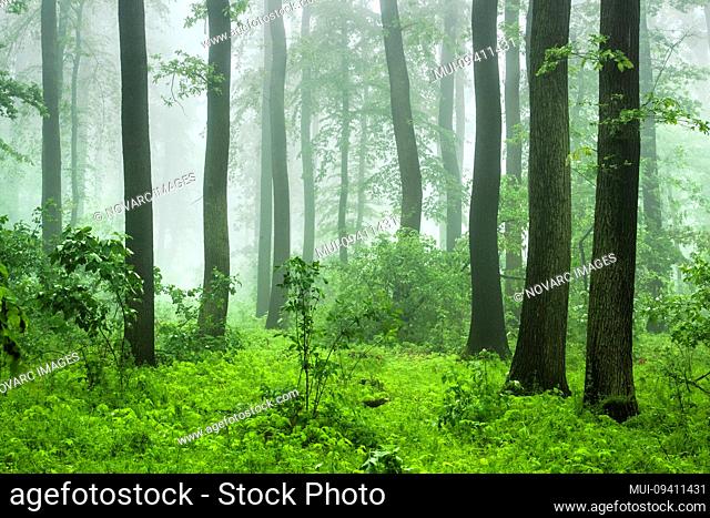 Deciduous deciduous forest of beech, oak and hornbeam with fog in spring, near Freyburg, Saxony-Anhalt, Germany