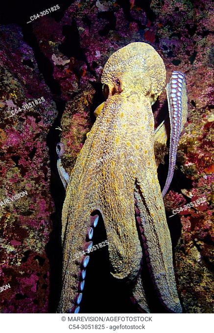Common octopus (Octopus vulgaris). Eastern Atlantic. Galicia. Spain. Europe