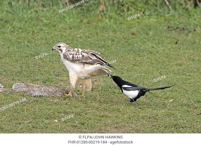 Common Buzzard Buteo buteo adult, feeding on rabbit carcass, Common Magpie Pica pica pulling tail, Britain, december
