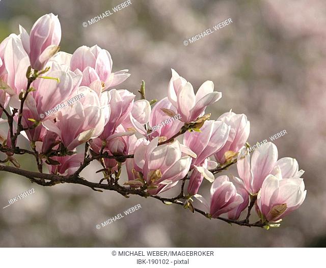 Tulip-magnolia Magnolia x soulangeana) Amabilis, Stock Photo, Picture And  Royalty Free Image. Pic. IBK-190102 | agefotostock