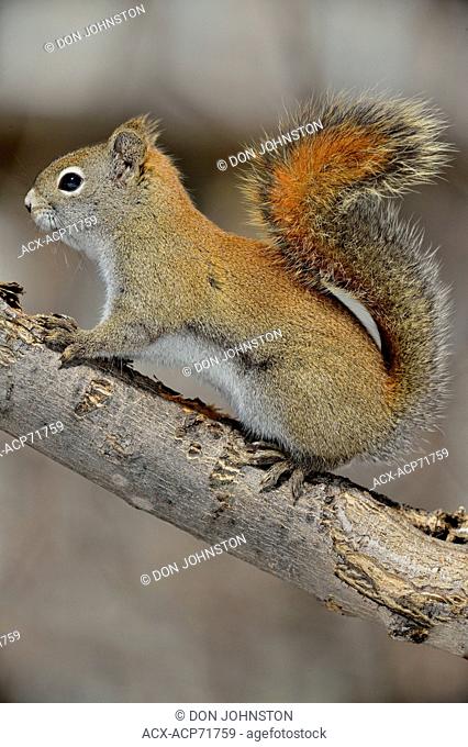 Red squirrel (Tamiasciurus hudsonicus) Investigating maple sap dripping from a frozen icicle of sap., Greater Sudbury (Lively), Ontario, Canada