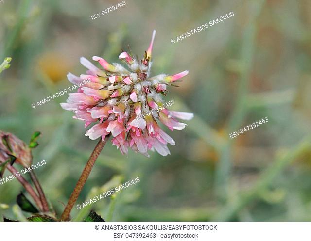 Trifolium resupinatum (reversed clover, Persian clover, shaftal), Crete