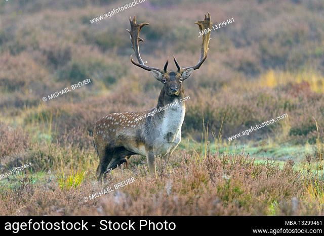 Fallow deer on a heather during the rutting season, October, Hesse, Germany