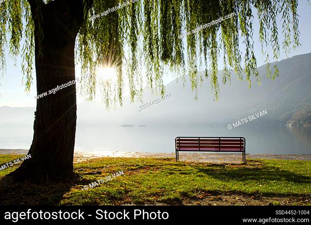 Bench and a Tree with Sunlight on Alpine Lake Maggiore with Mountain in Ascona, Switzerland.