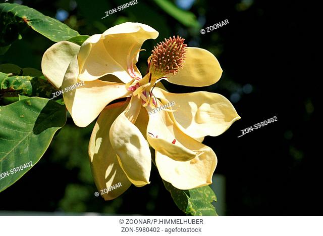 Magnolia obovata, Japanische Großblatt-Magnolie, Japanese bigleaf magnolia