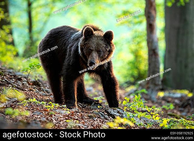 Eurasian brown bear, ursus arctos, standing in the woods in springtime alone. A solitary young predator posing on the sun