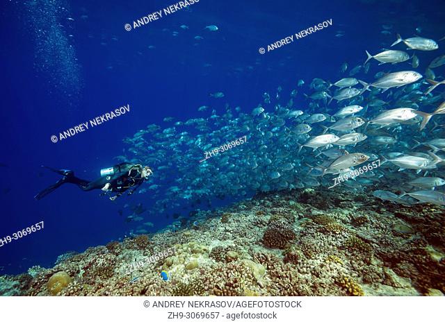 Female scuba diver swims with school of fish (Bigeye Trevally or Dusky Jack, Caranx sexfasciatus) in blue water over coral reef. Maldives