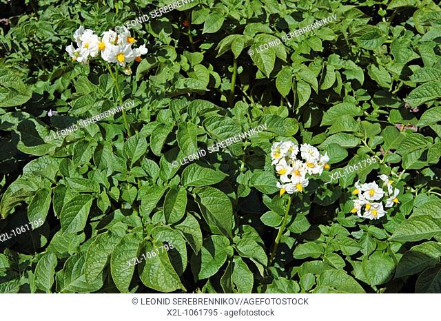 Potato plants flowering  Scientific name: Solanum tuberosum