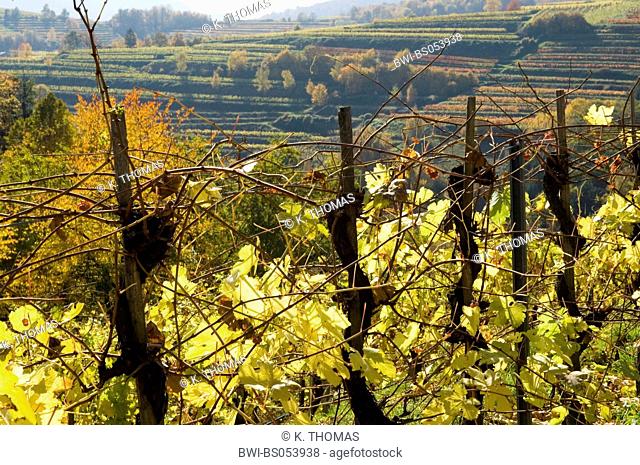Wachau, autumn in vine yards, Austria, Lower Austria, Wachau, Weissenkirchen