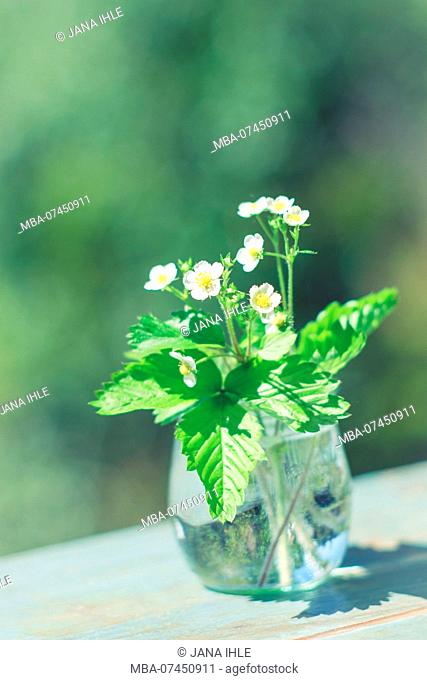 Small bouquet of blooming wild strawberries in a glass