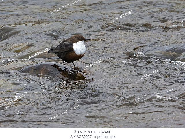 White-throated Dipper (Cinclus cinclus gularis) British subspecies/race standing on a rock in fast-flowing river showing white eyelids