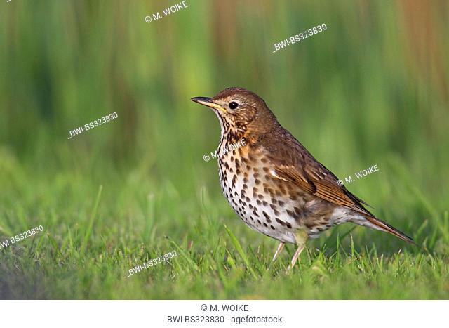 song thrush (Turdus philomelos), standing in a meadow, Netherlands, Frisia