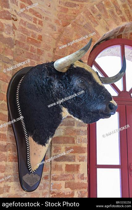 Bull's head, Bullfighting Museum, Campo Pequeno Bullring, Lisbon, Portugal, Europe
