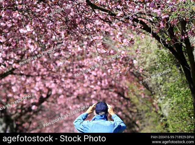 15 April 2020, Saxony-Anhalt, Magdeburg: A walker takes a photo of the Japanese ornamental cherries that are currently blossoming in the state capital