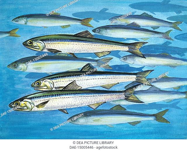 Zoology - Fishes - Clupeiformes - European anchovy (Engraulis encrasicolus), illustration