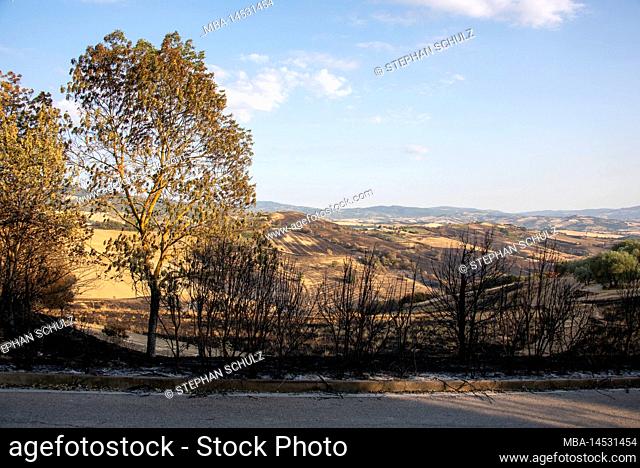 wildfire in Tuscany, fire, steppe fire, Cinigiano, Tuscany, Italy