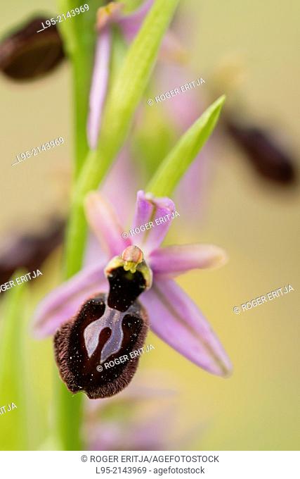 Ophrys orchid flower, Montseny, Spain