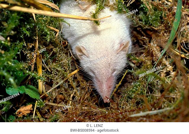 bicoloured white-toothed shrew (Crocidura leucodon), albino