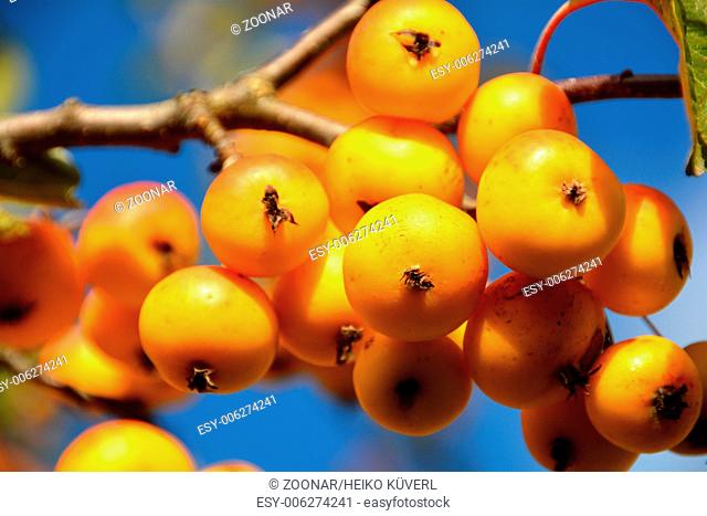 Fruits of an ornamental apple tree