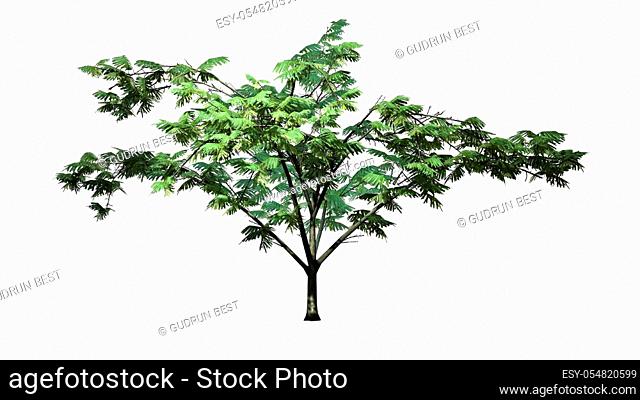 Mimosa tree - isolated on white background - 3D illustration