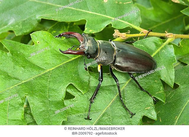 Stag beetle (Lucanus cervus), male, Burgenland, Austria, Europe