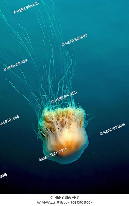 Lion's Mane Jellyfish (Cyanea capillata) photographed in the water off New Jersey, USA