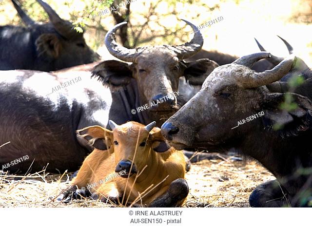 Senegal - The Small Coast - The Bandia reservation - Buffalos
