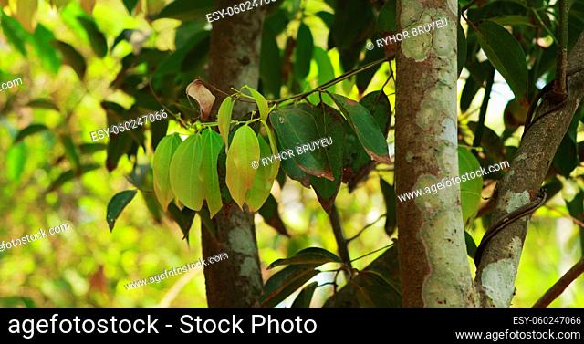 Goa, India. Leaves Of Saraca Indica Growing On Tree. Asoka-tree, Ashok Or Simply Asoca, Is A Plant Belonging To The Subfamily Detarioideae Of The Family...