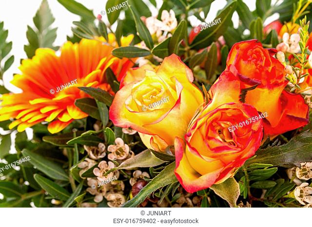 Beautiful vivid orange gerbera daisy in a bouquet with orange roses and foliage for celebrating a special occasion, close up view isolated on white with...